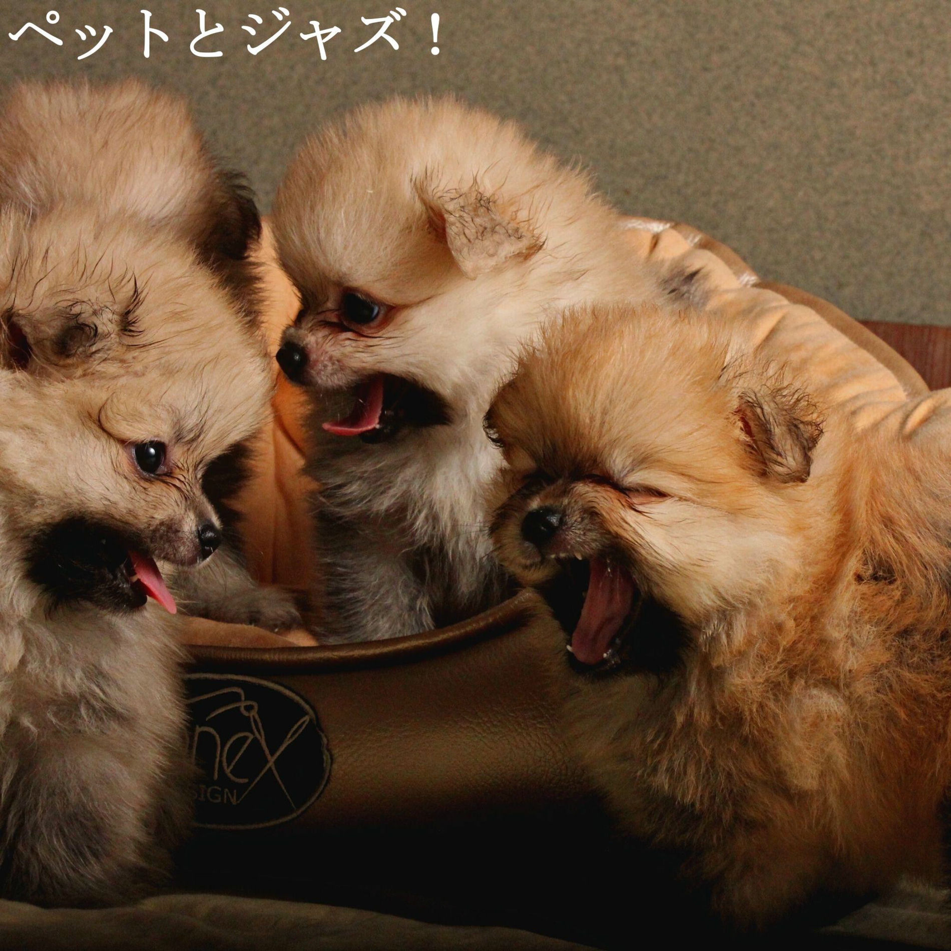 Album cover of ペットとジャズ！