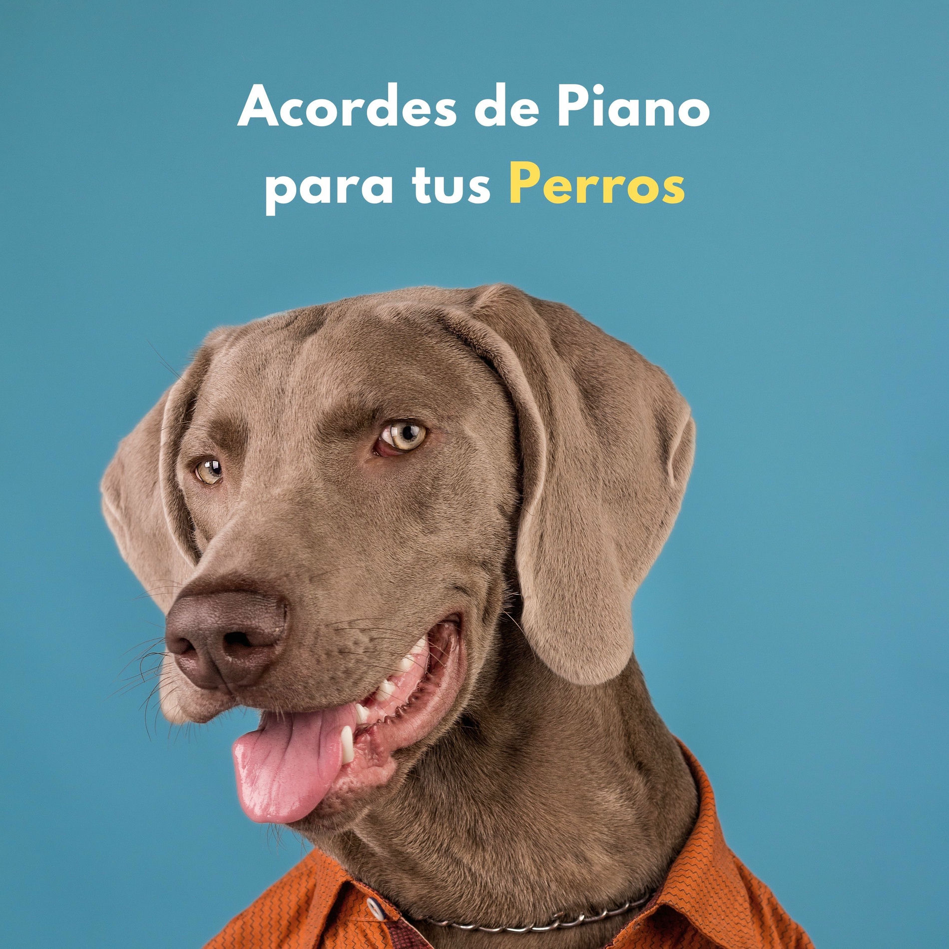 Album cover of Acordes De Piano Para Tus Perros