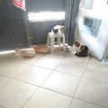 New Cars and Cats