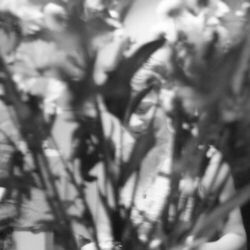 Cover of Voicemail / Dehydrated