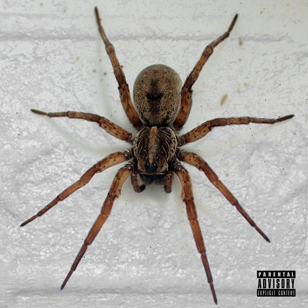 Album cover of Still Active