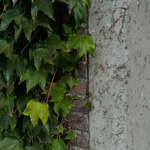 blick