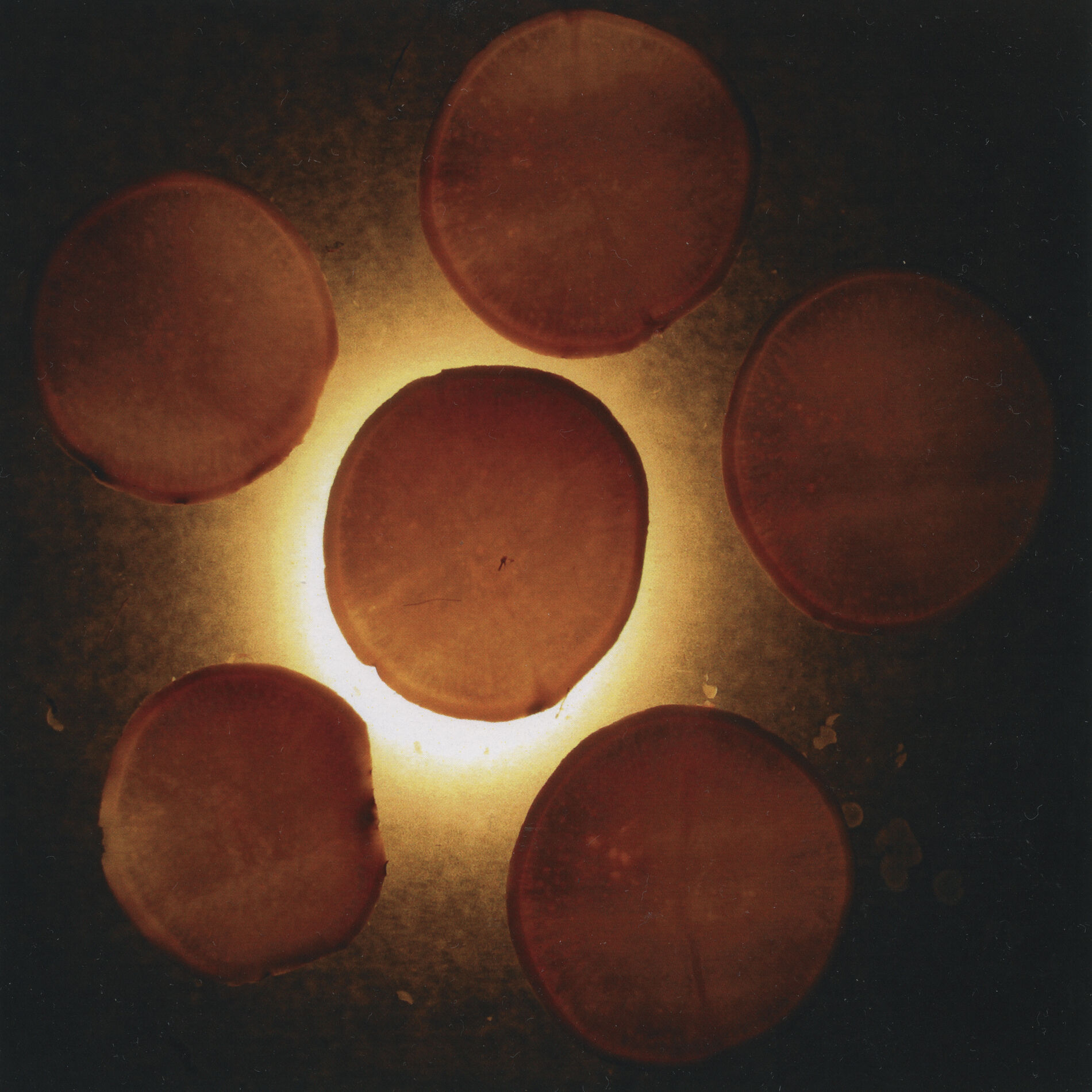 Album cover of Radish