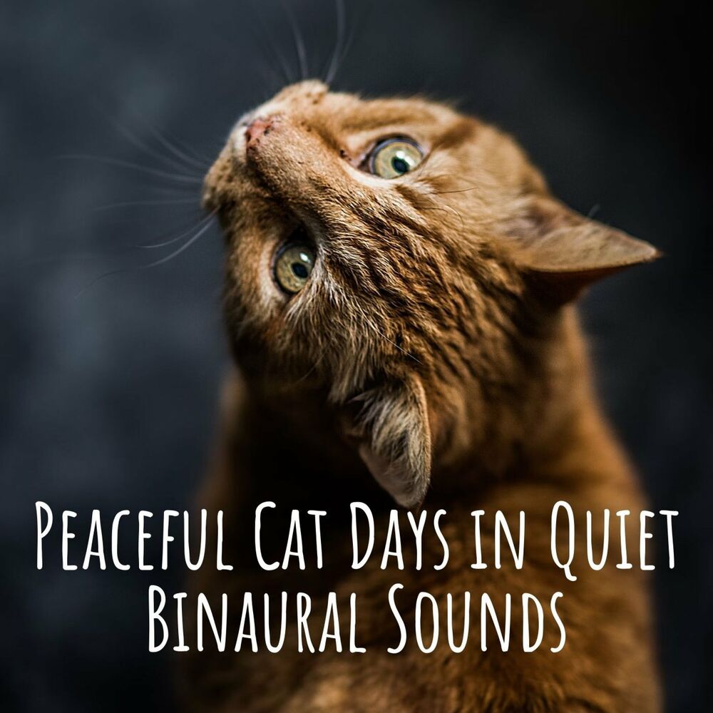 Picture of Peaceful Cat Days in Quiet Binaural Sounds