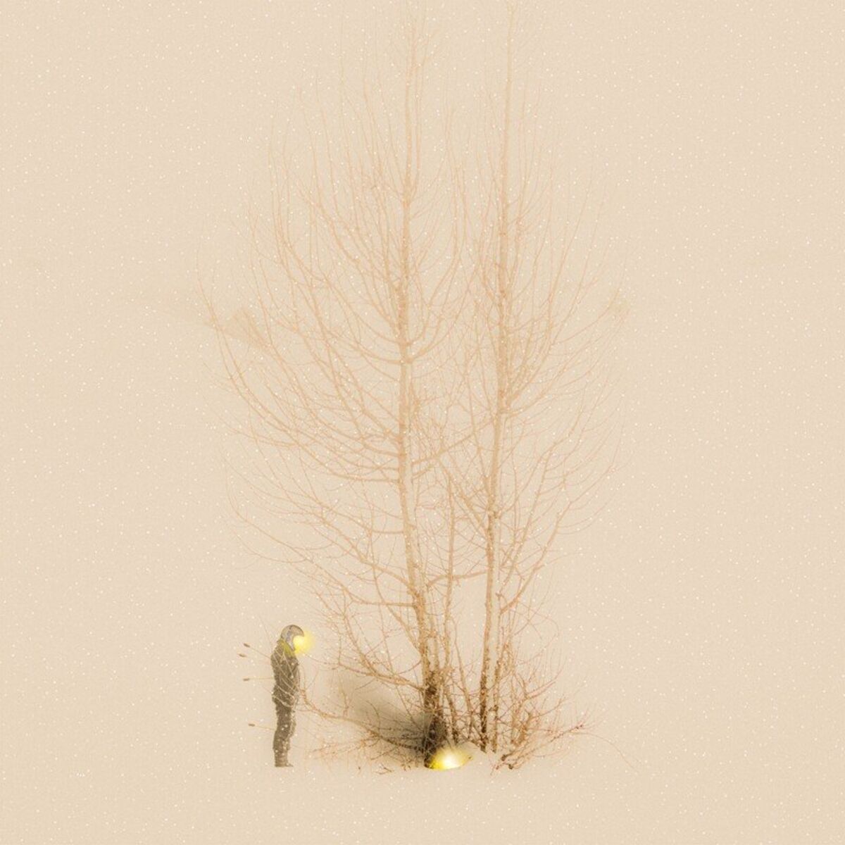 Album cover of Dirt Around the Tree