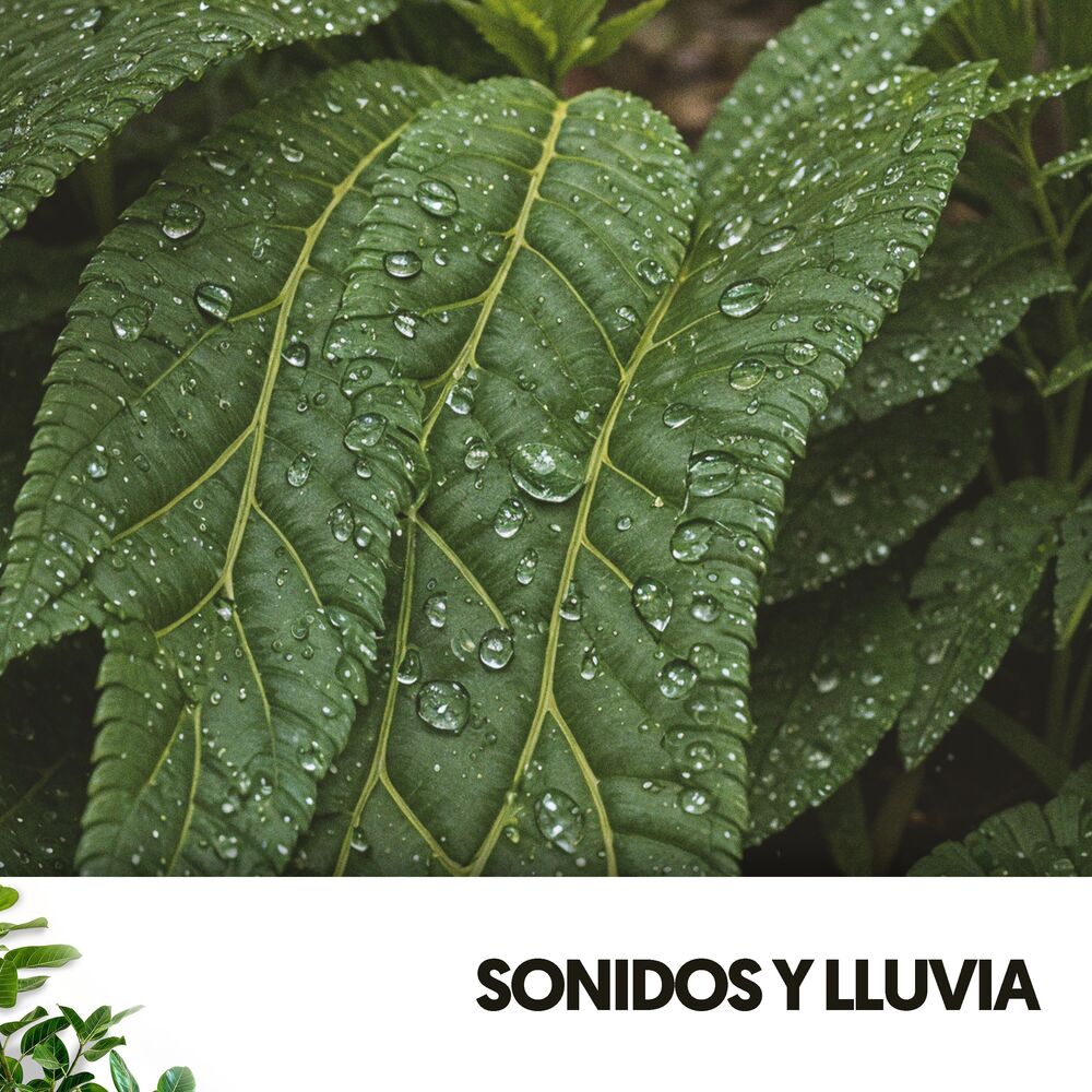 Picture of Sonidos y Lluvia: Serenata Acuática