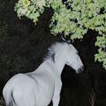 Saisons