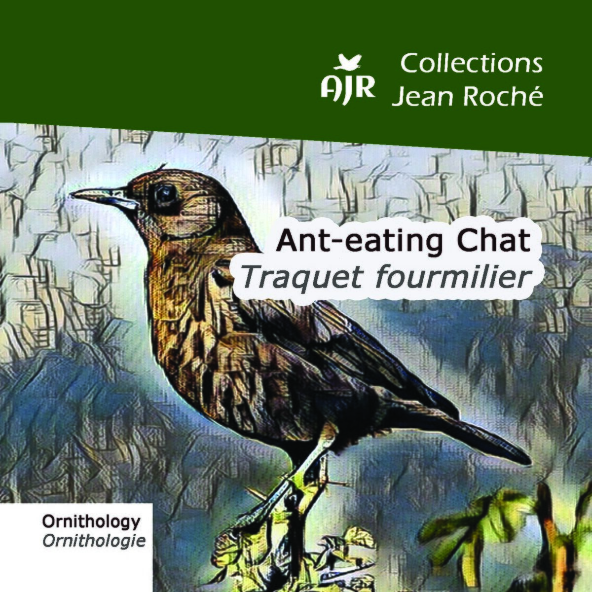 Album cover of Ant-eating Chat-Traquet fourmilier-Myrmecocichla formicivora (Ornithology-Ornthologie)