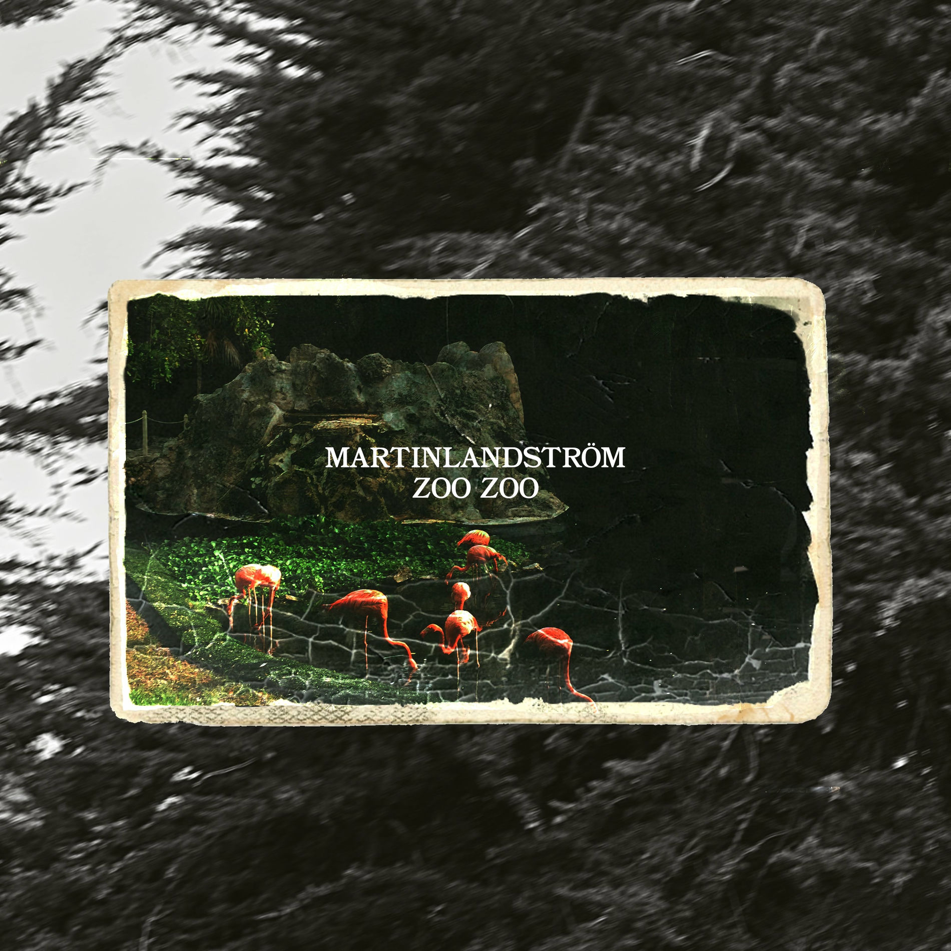Album cover of Zoo Zoo