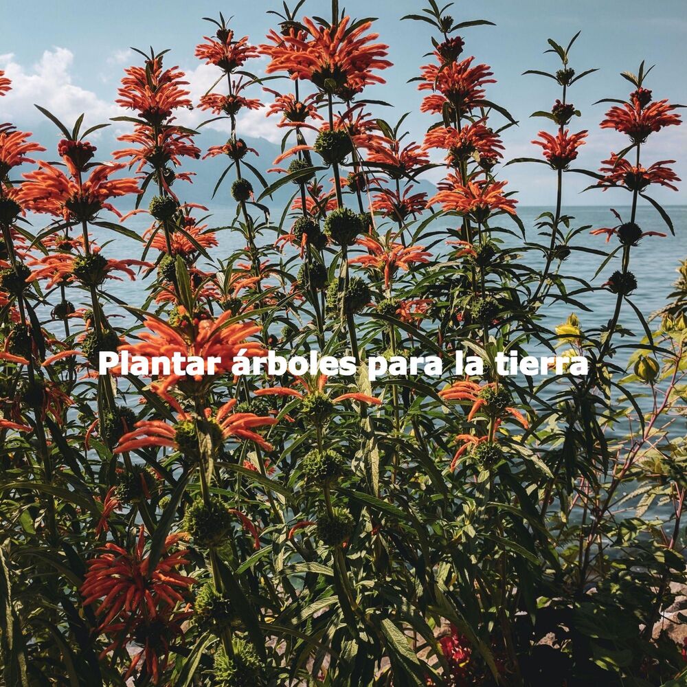 Picture of Plantar árboles para la tierra