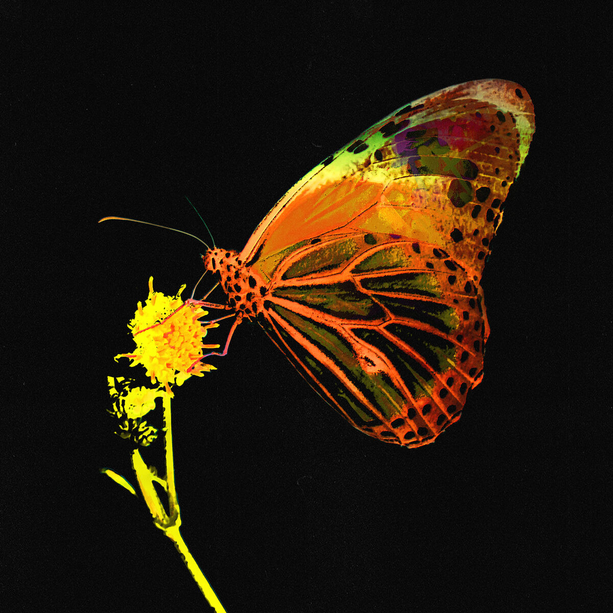 Album cover of Mariposa