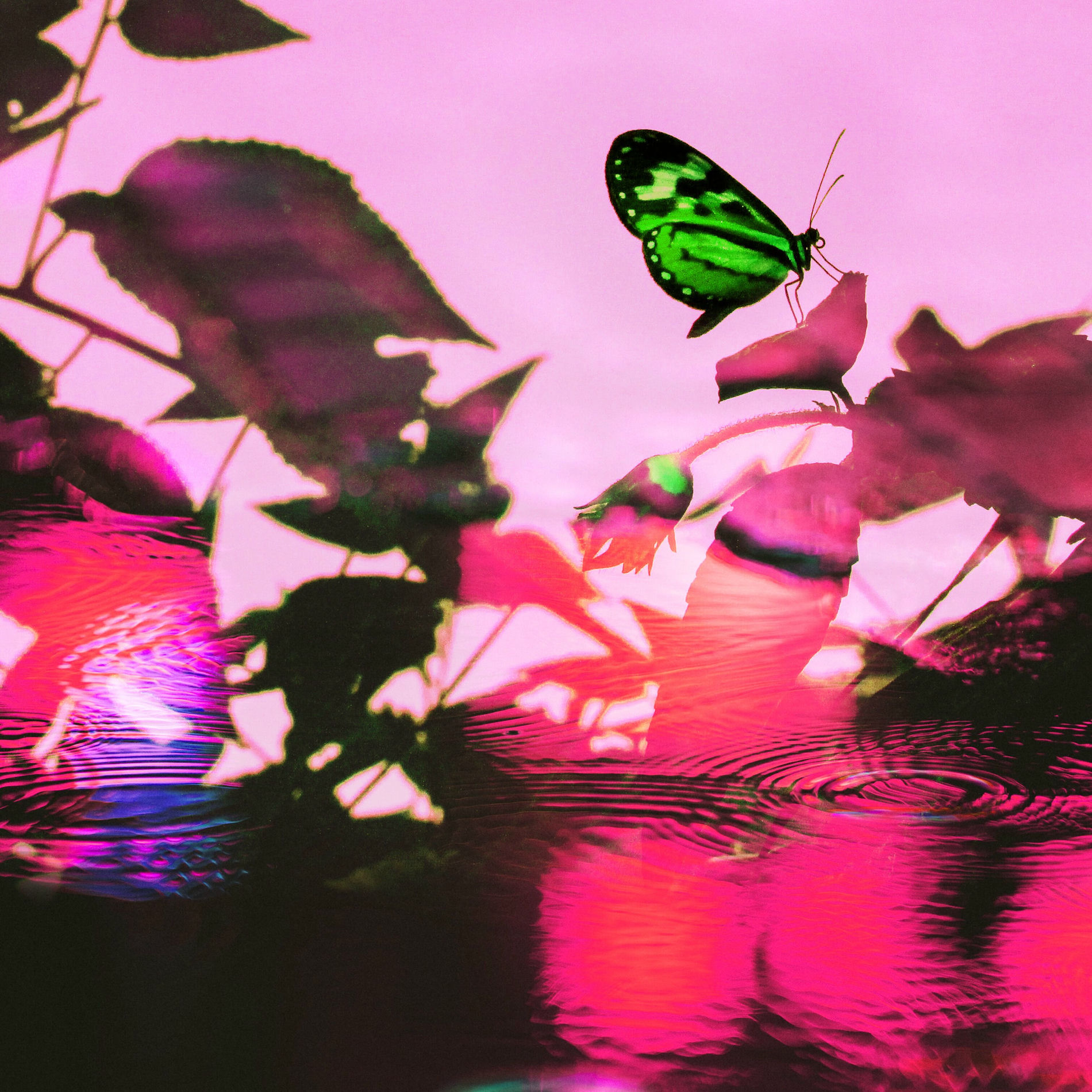 Album cover of Better