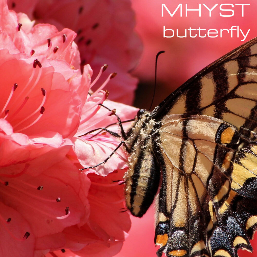 Picture of Butterfly