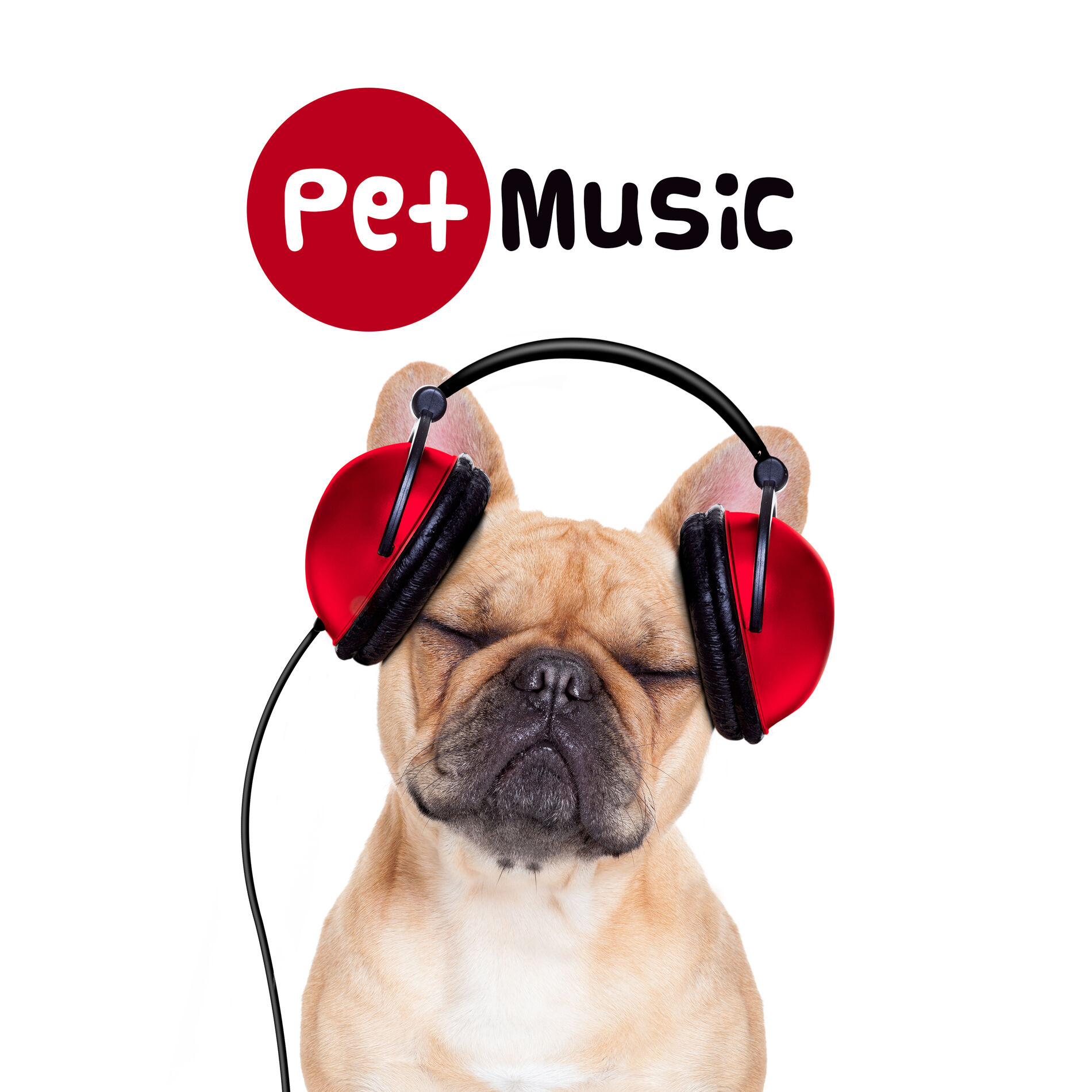 Album picture of Pet Music - Classical Sounds to Calm Your Dogs