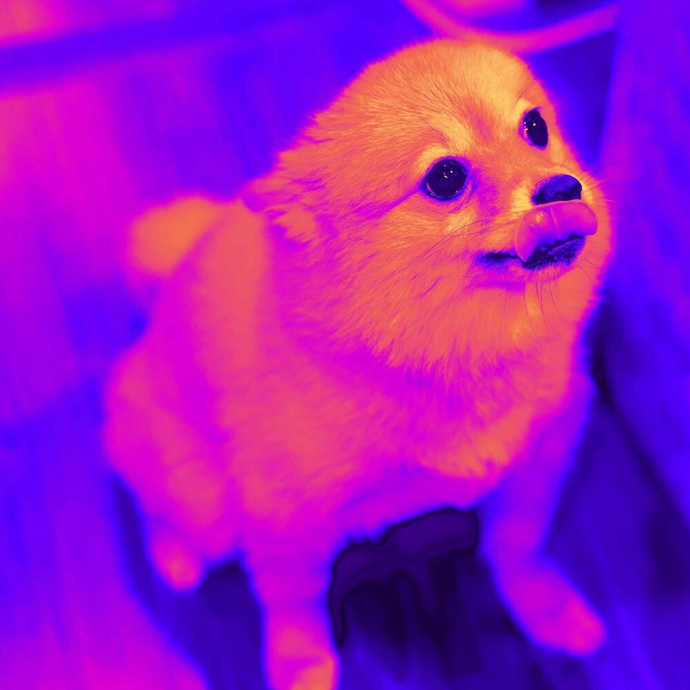 Picture of Music for Vegging Out Doggo - Classic Jazz Quintet