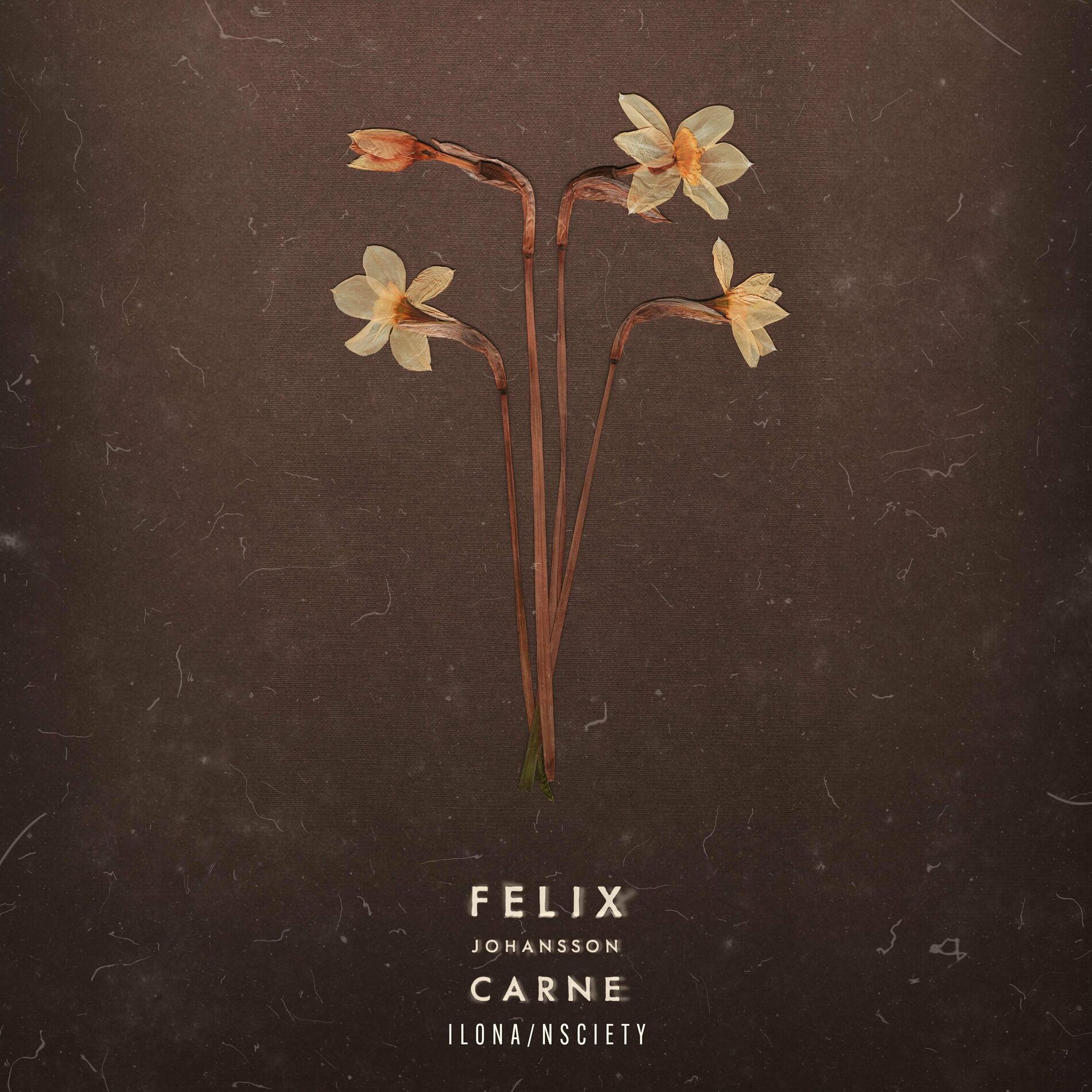 Album cover of Ilona / Nsciety