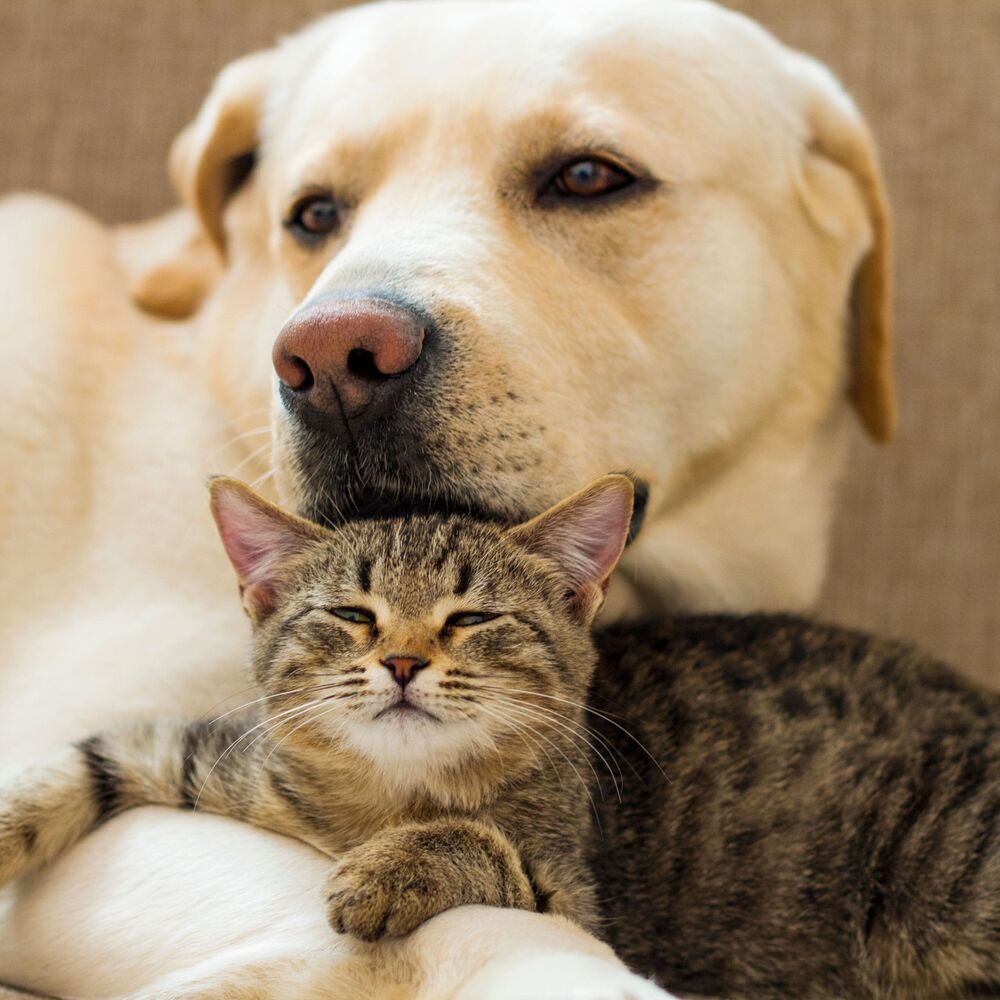 Picture of Tranquil Pet Harmony: Binaural Fire Sounds for Peaceful Moments