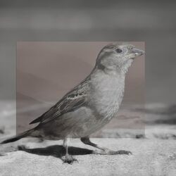 Cover of Sparrow