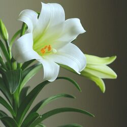 Cover of Consider the Lilies