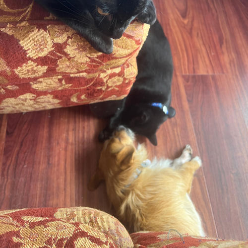 My lovebugs at Maui Humane Society