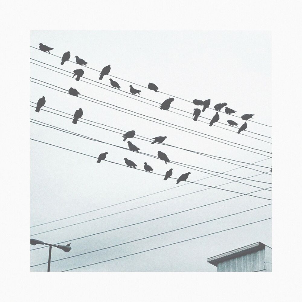 Picture of Crow Familia, Two
