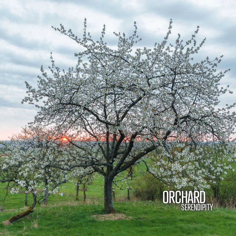 Album artwork for We Host You by Orchard