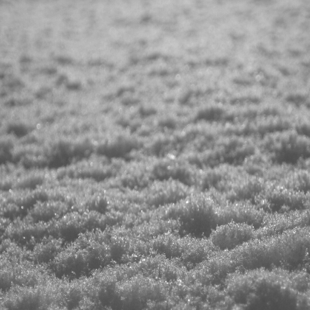 Album cover of Schnee