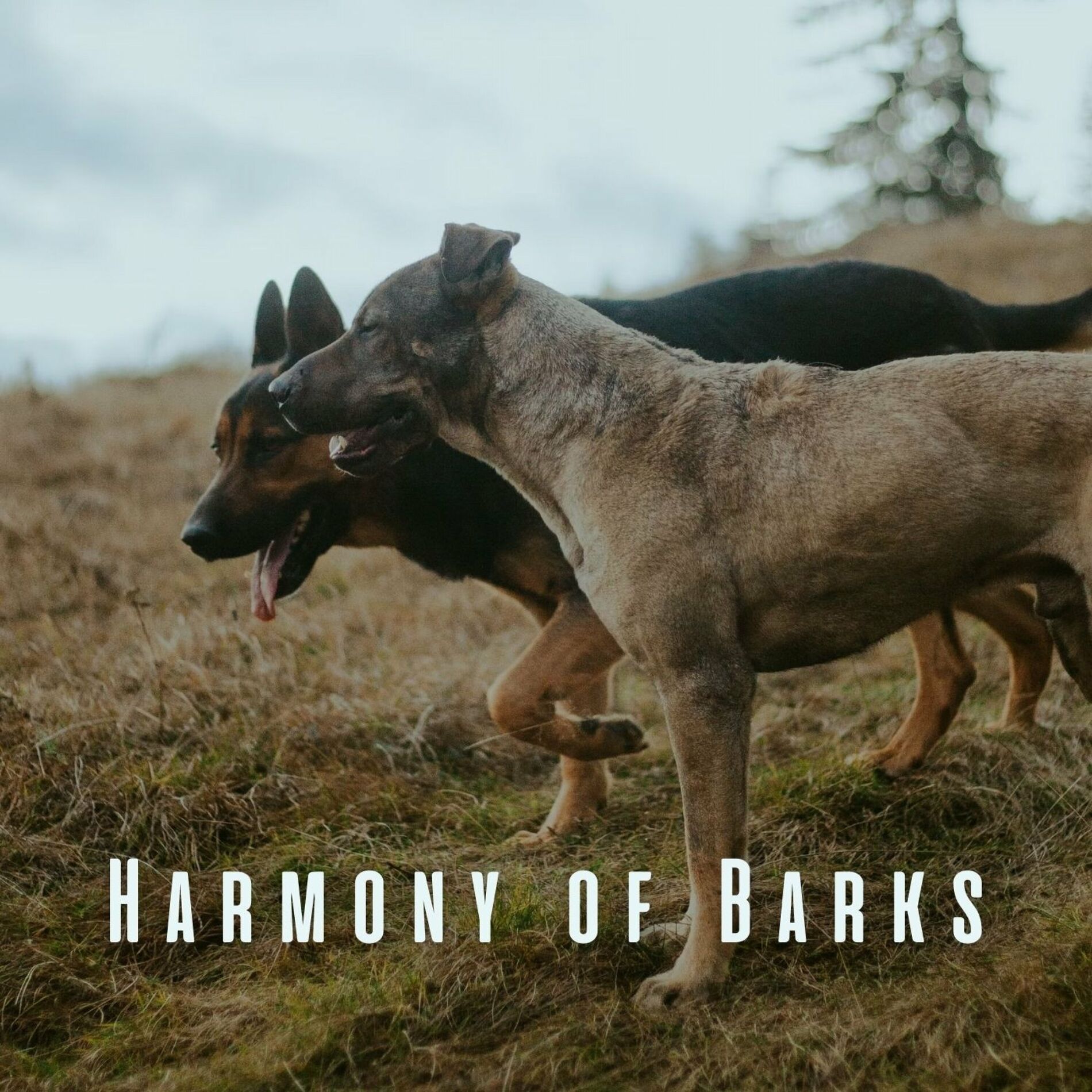 Album cover of Harmony of Barks: Meditation Piano for Relaxing Dogs
