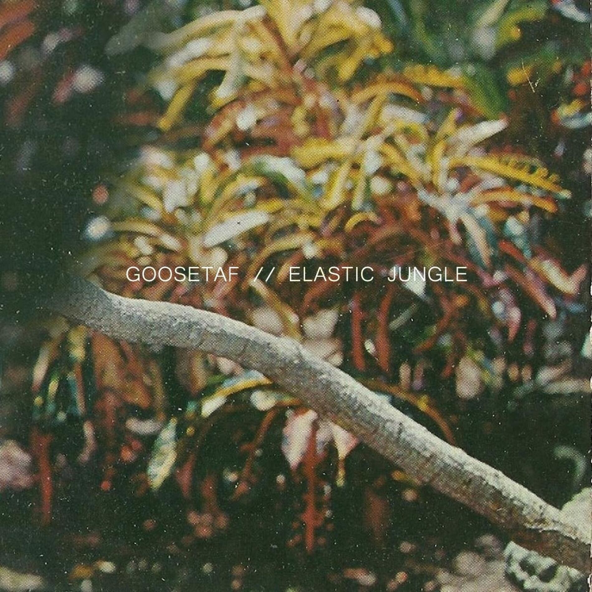 Album cover of Elastic Jungle