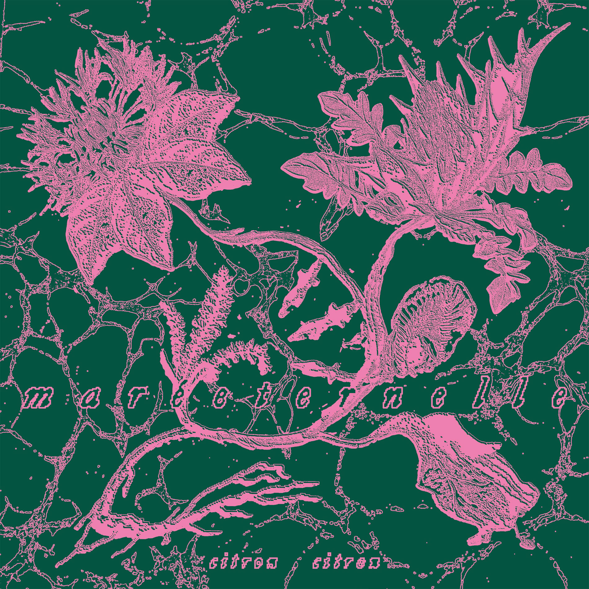 Album cover of Maréeternelle