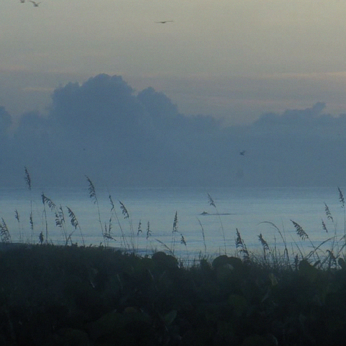 Album cover of beyond the blinds