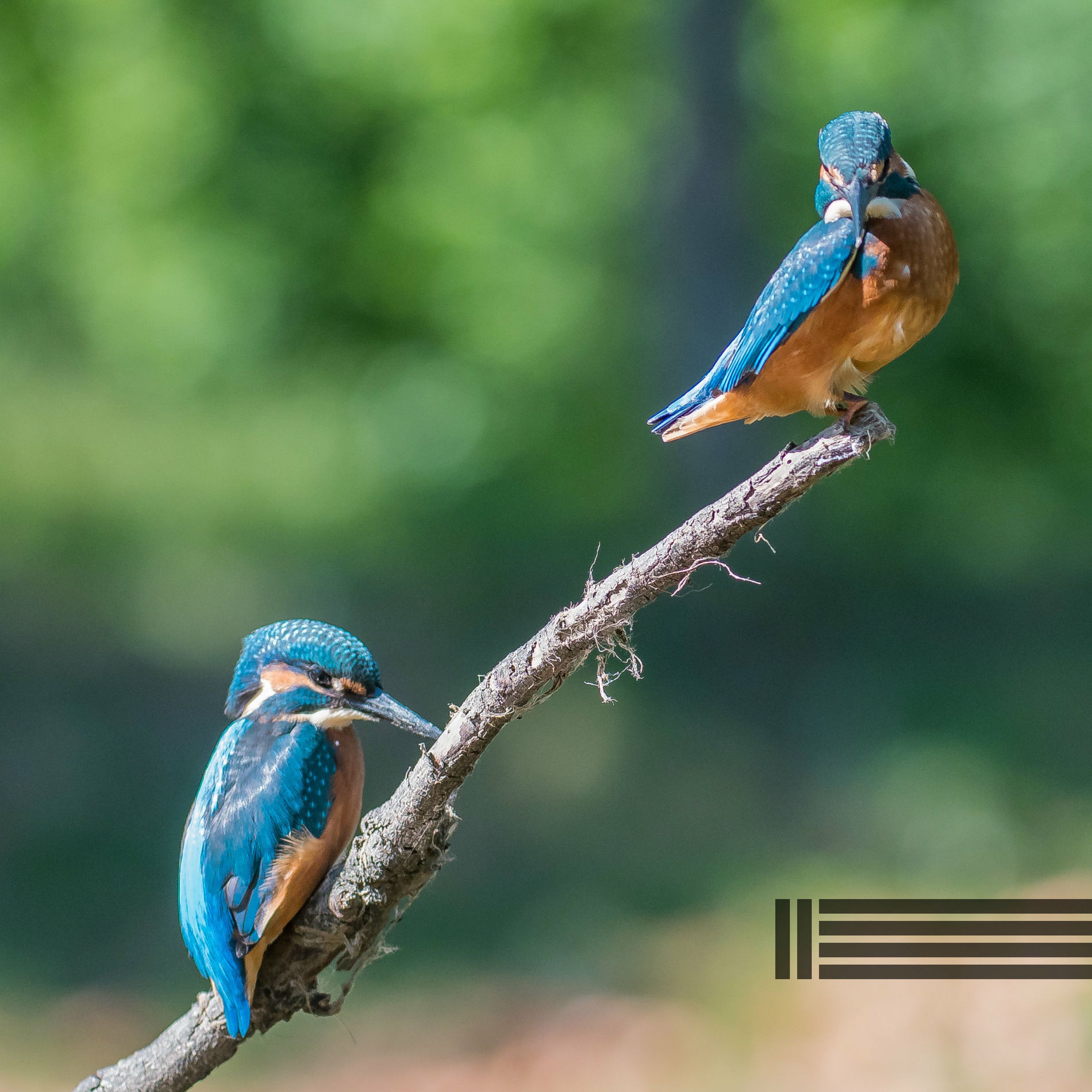 Album cover of Chants Des Oiseaux Du Matin (Bouclables)