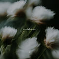 Wildflower