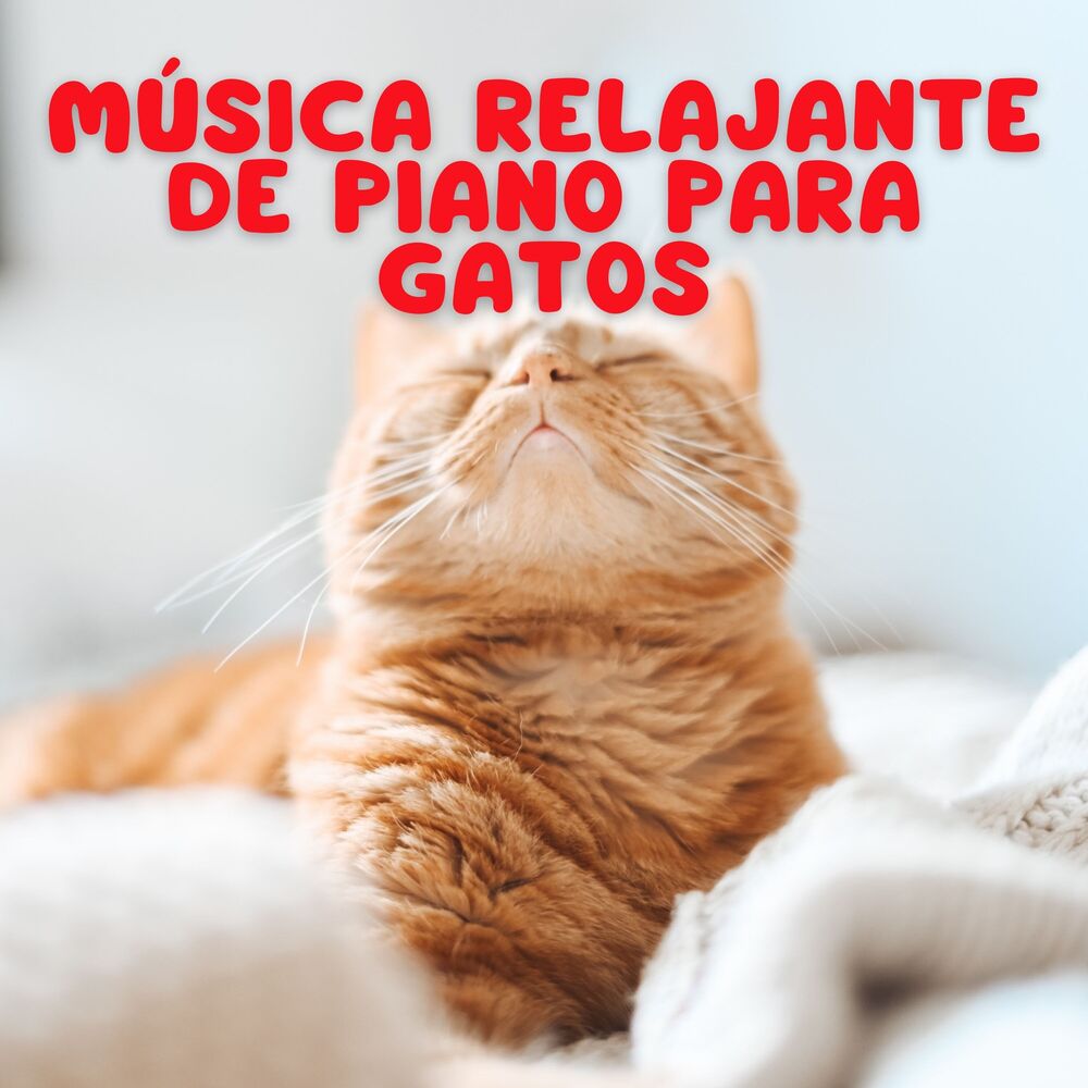 Picture of Música Relajante De Piano Para Gatos