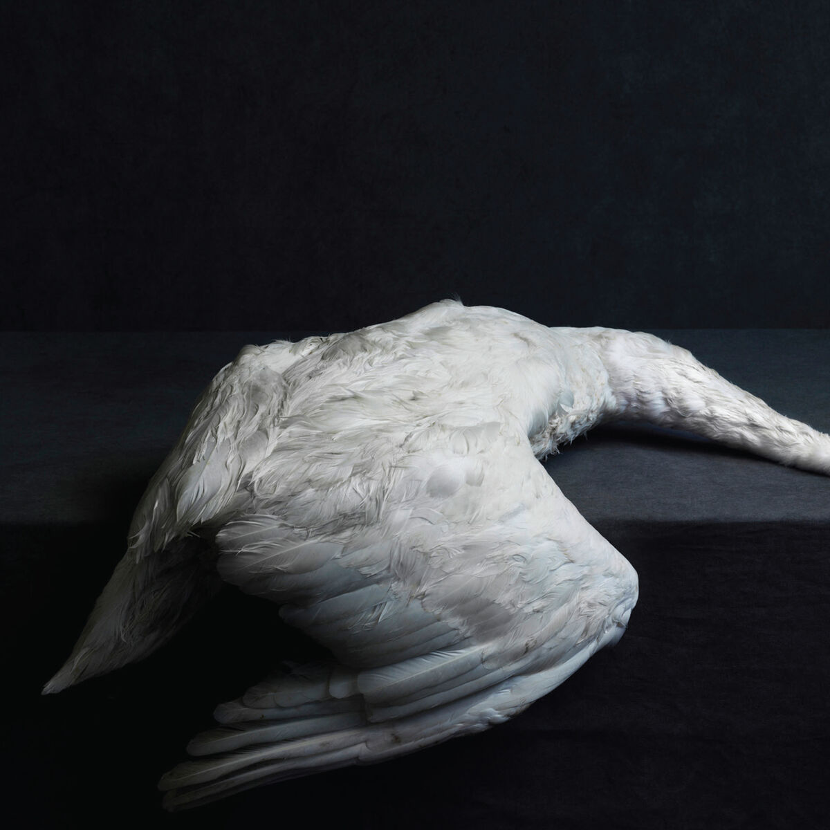 Album cover of A Solitary Reign