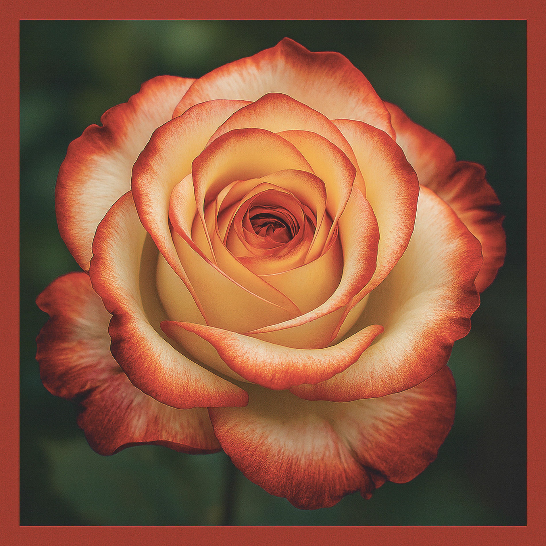Album cover of ROSE