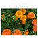 Blossom Waltz by Elliott Jack Sansom album cover