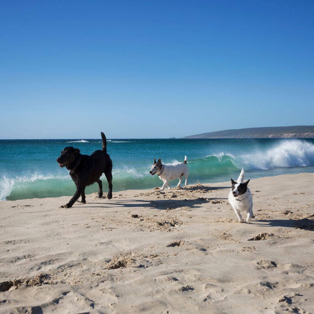 Picture of Oceanic Pawsteps: Stress-Free Pet Moments with Binaural Soundscape