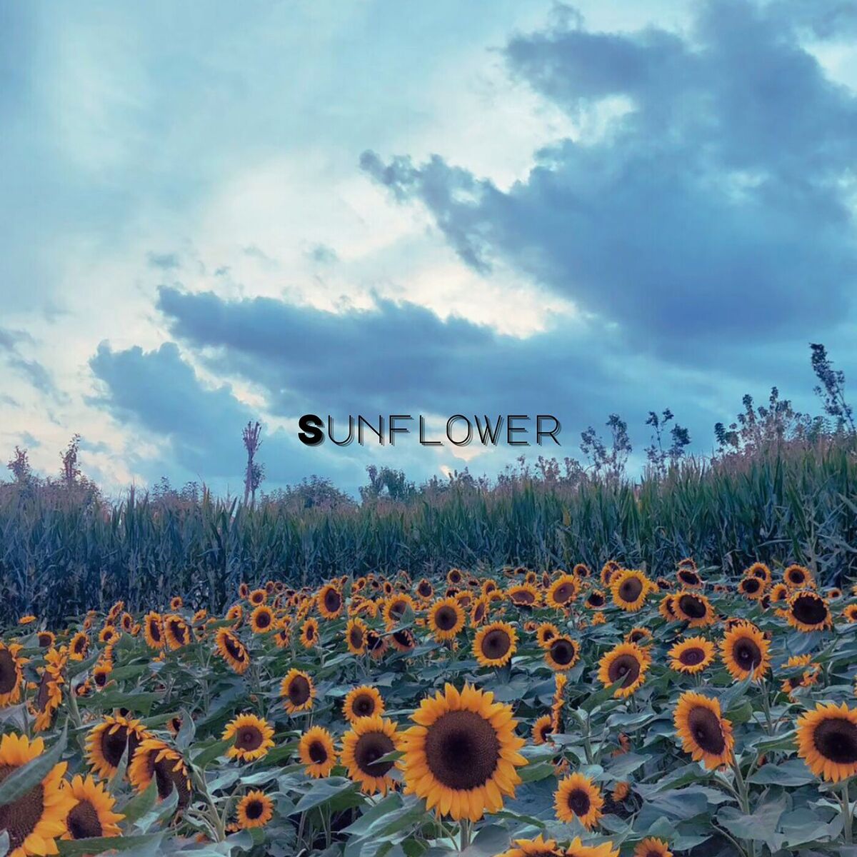 Album cover of Sunflower