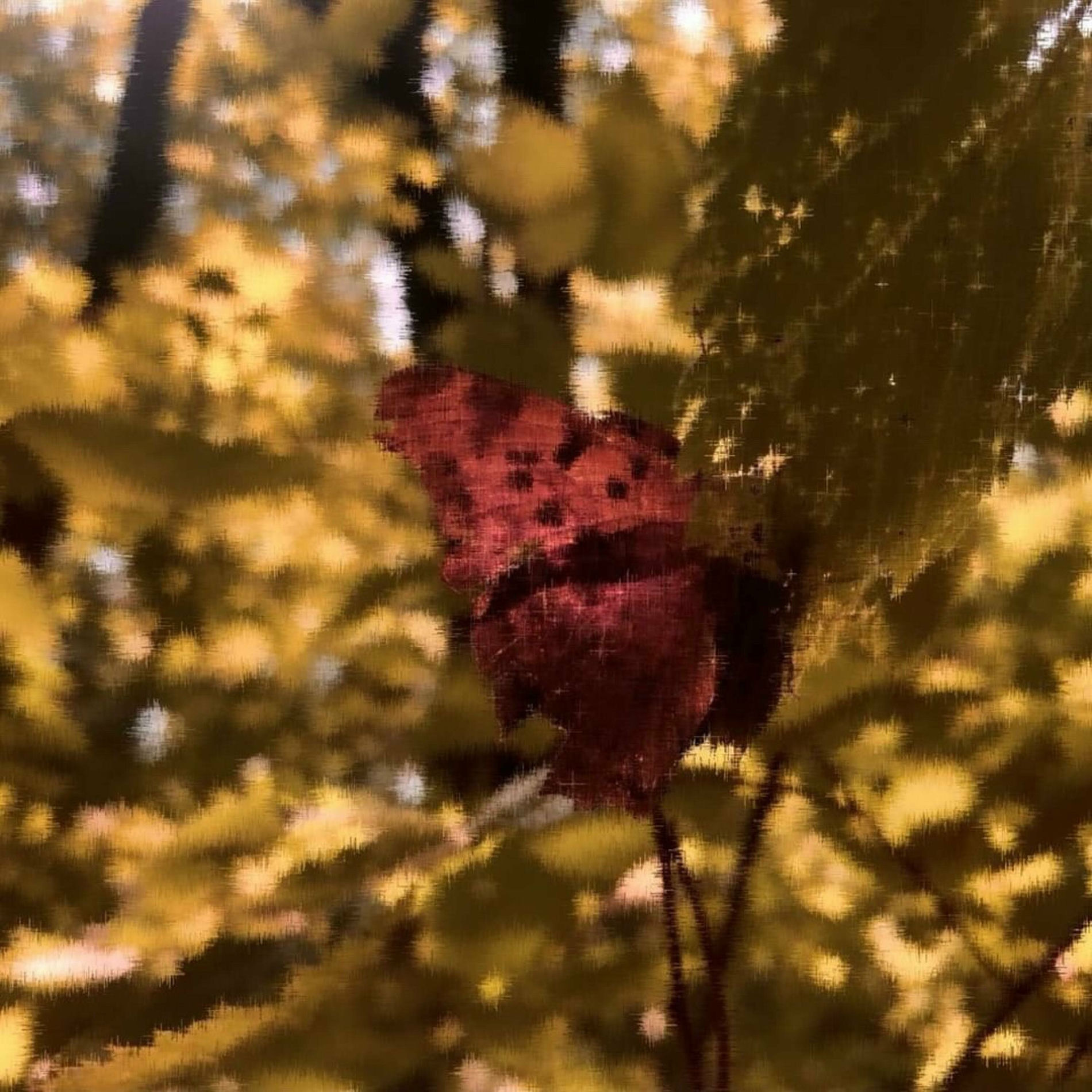 Album cover of Butterflies