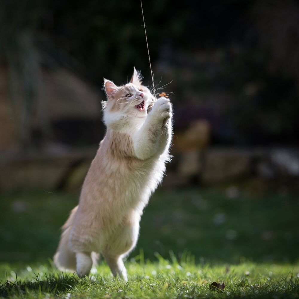 Picture of Serene Nature for Kitties: Chill Birds Soundscape for Joyful Cats