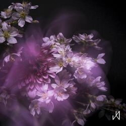 Cover of Sakura Sakura