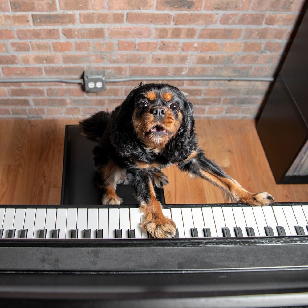 Picture of Canine Serenade: Piano for Dogs