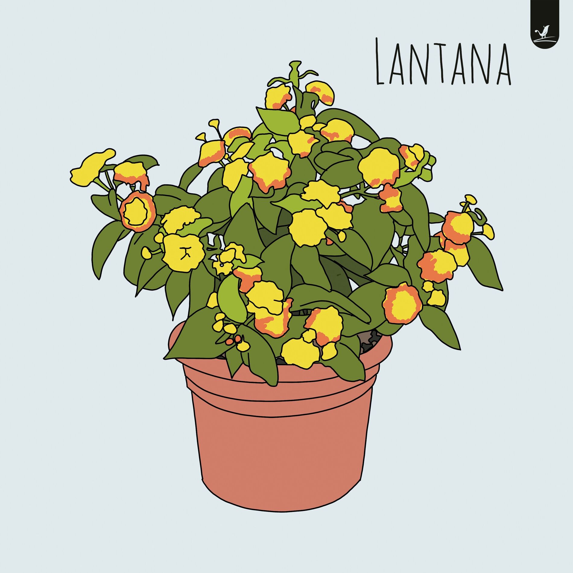 Album cover of Lantana