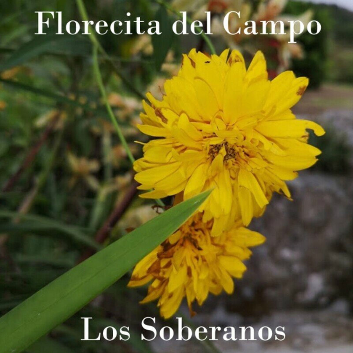 Album cover of Florecita del Campo