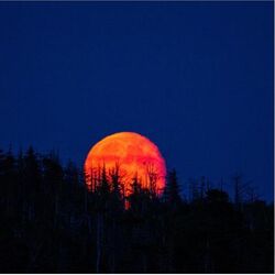 Cover of Lunatica