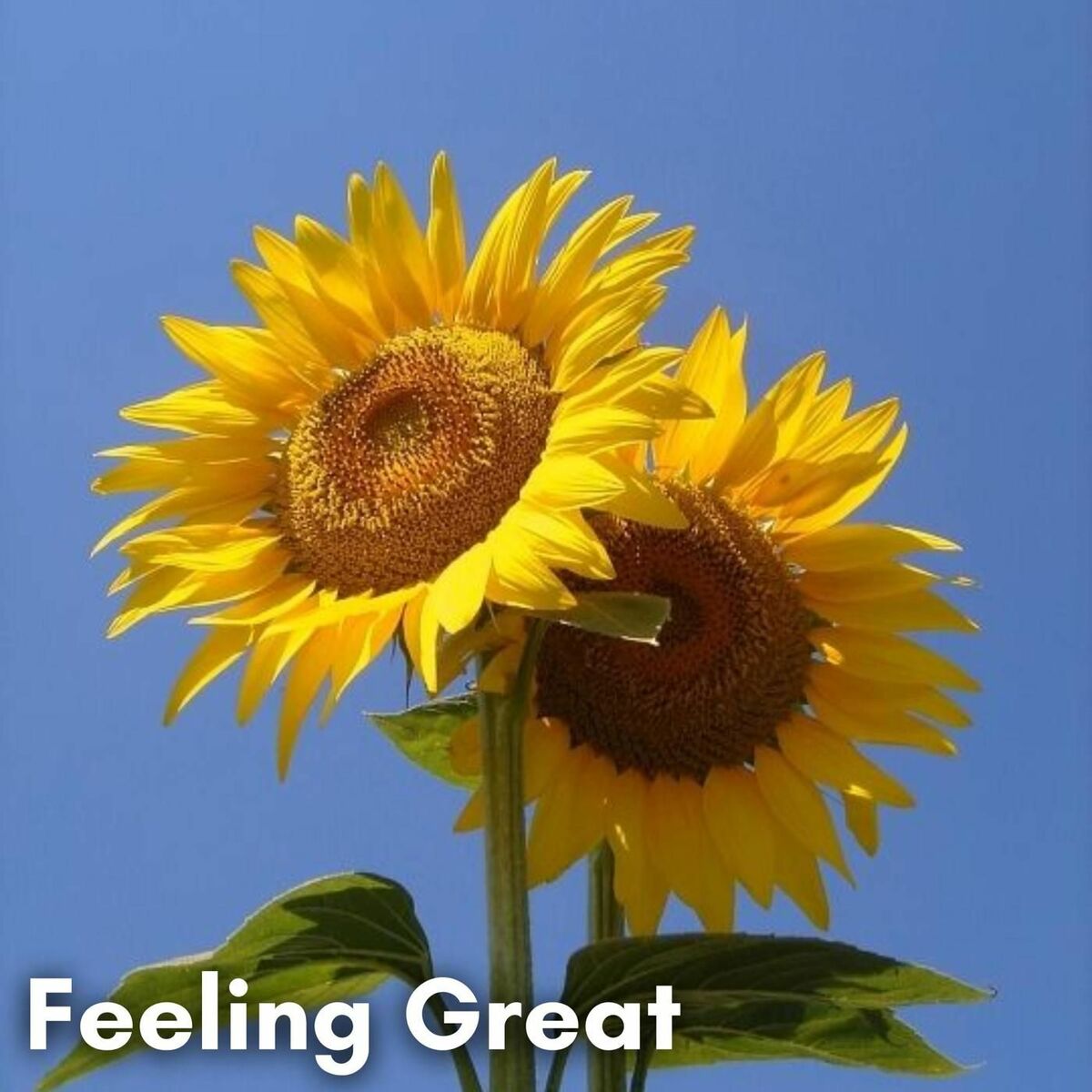 Album cover of Feeling Great
