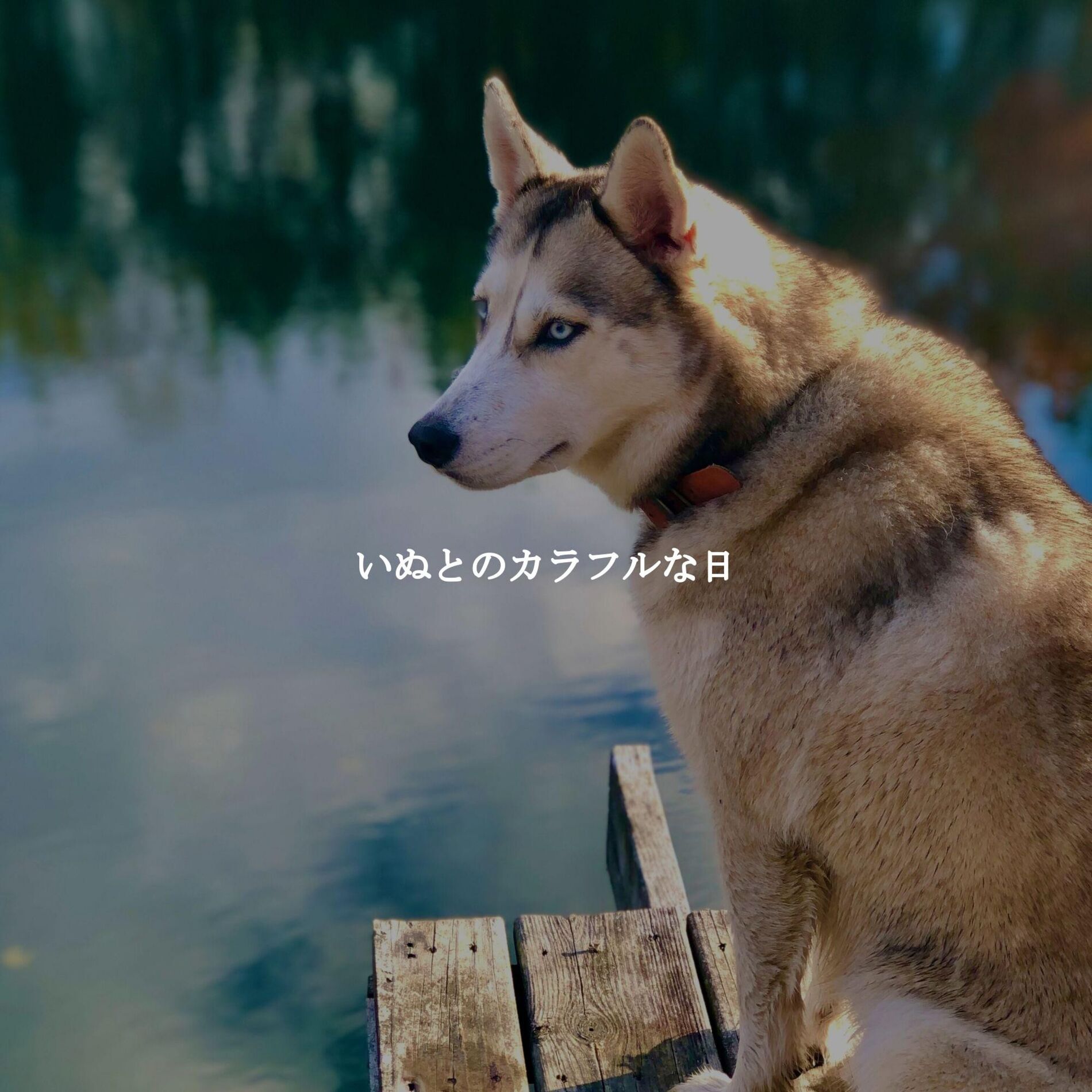 Album cover of いぬとのカラフルな日