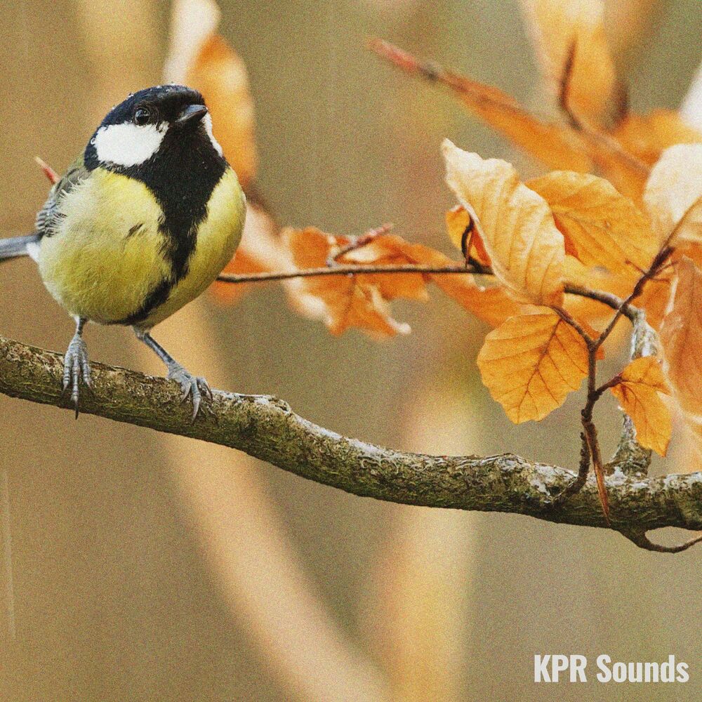 Picture of Soothing Birds