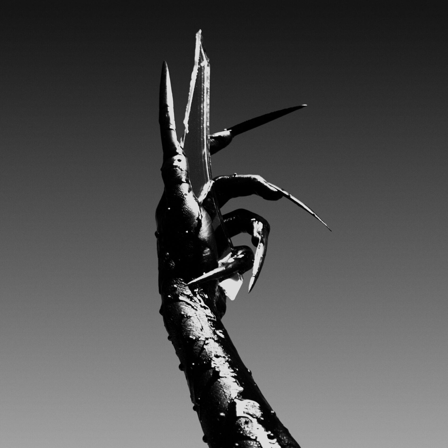 Album cover of THE CONFESSION